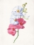 Picture of ORCHID FLOWERS