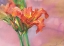 Picture of TROPICAL EXOTIC FLOWERS