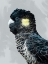 Picture of STOIC