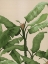 Picture of PANAMA II