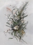 Picture of BORONIA