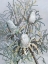 Picture of BANKSIA
