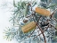 Picture of YELLOW WING