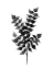 Picture of CEDAR BLACK POSTER