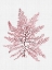 Picture of BERMUDA BLUSH POSTER
