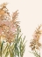 Picture of FIELDS OF GOLD II POSTER