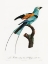 Picture of SONGBIRD I POSTER