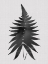 Picture of FERN BLACK POSTER