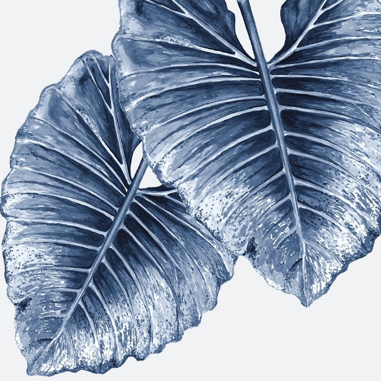 Picture of ROYAL ELEPHANT EARS POSTER