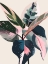 Picture of PINK FICUS POSTER