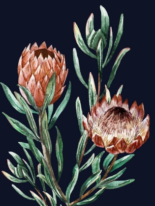 Picture of DARK PROTEAS I POSTER