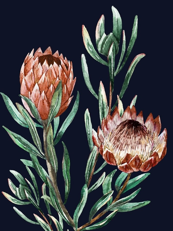 Picture of DARK PROTEAS I POSTER