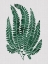 Picture of MAPLE GREEN POSTER