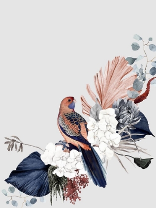 Picture of BLUSHING ROSELLA POSTER