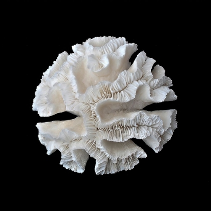Picture of WHITE CORAL I 