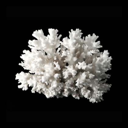 Picture of WHITE CORAL II 