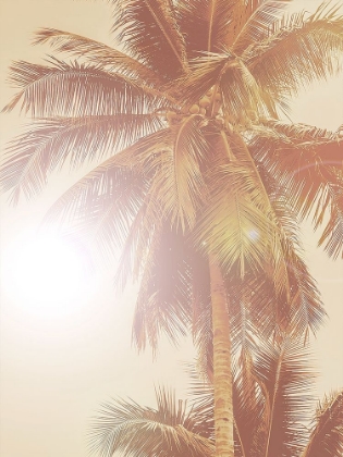 Picture of SUNKISSED PALM POSTER