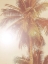 Picture of SUNKISSED PALM POSTER
