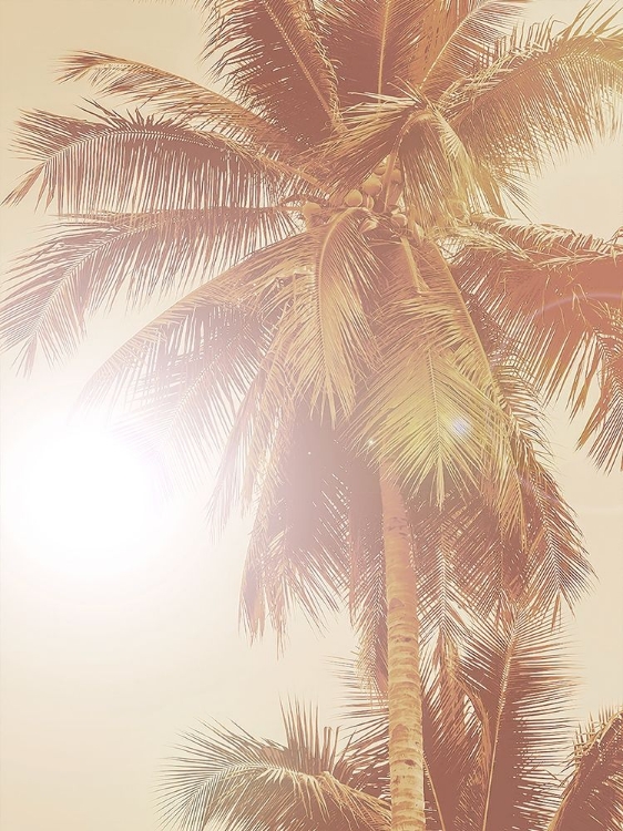Picture of SUNKISSED PALM POSTER