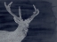 Picture of INDIGO DEER