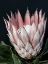 Picture of KING OF FLOWERS