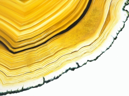Picture of AGATE SECTION