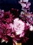 Picture of MIDNIGHT BLOOMS