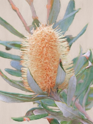 Picture of GOLDEN BANKSIA ART PRINT