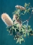 Picture of TWILIGHT BANKSIA ART PRINT