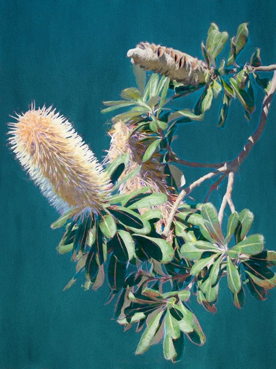 Picture of TWILIGHT BANKSIA ART PRINT