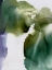 Picture of GREEN GLACIER I 