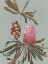 Picture of SAGE BANKSIA