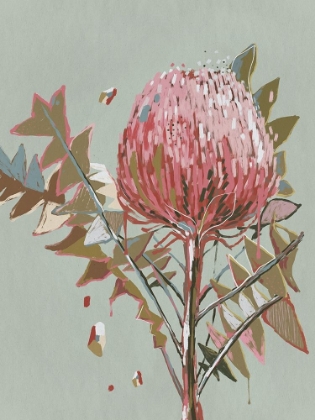 Picture of SAGE WARATAH