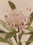 Picture of NEUTRAL WARATAH