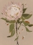 Picture of NEUTRAL PROTEA