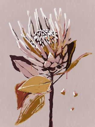 Picture of BLUSH PROTEA