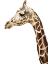 Picture of GIRAFFE