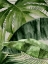 Picture of NATURES VEIL