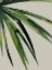Picture of SPLICE
