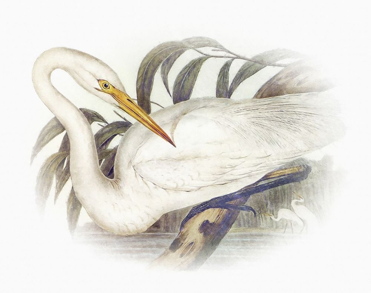 Picture of SENTIMENTAL PLUMAGE II
