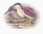 Picture of SENTIMENTAL PLUMAGE V