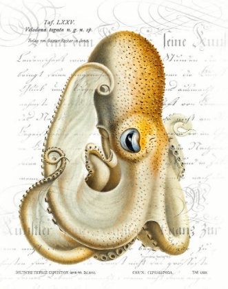 Picture of OCTOPUS I