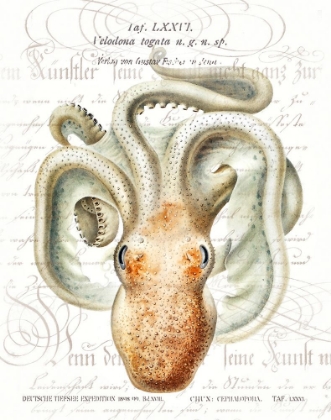Picture of OCTOPUS II