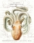 Picture of OCTOPUS II