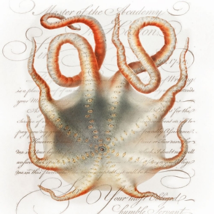 Picture of OCTOPUS III