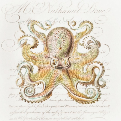 Picture of OCTOPUS IV
