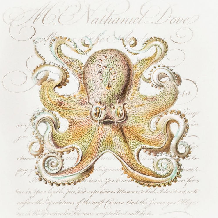 Picture of OCTOPUS IV