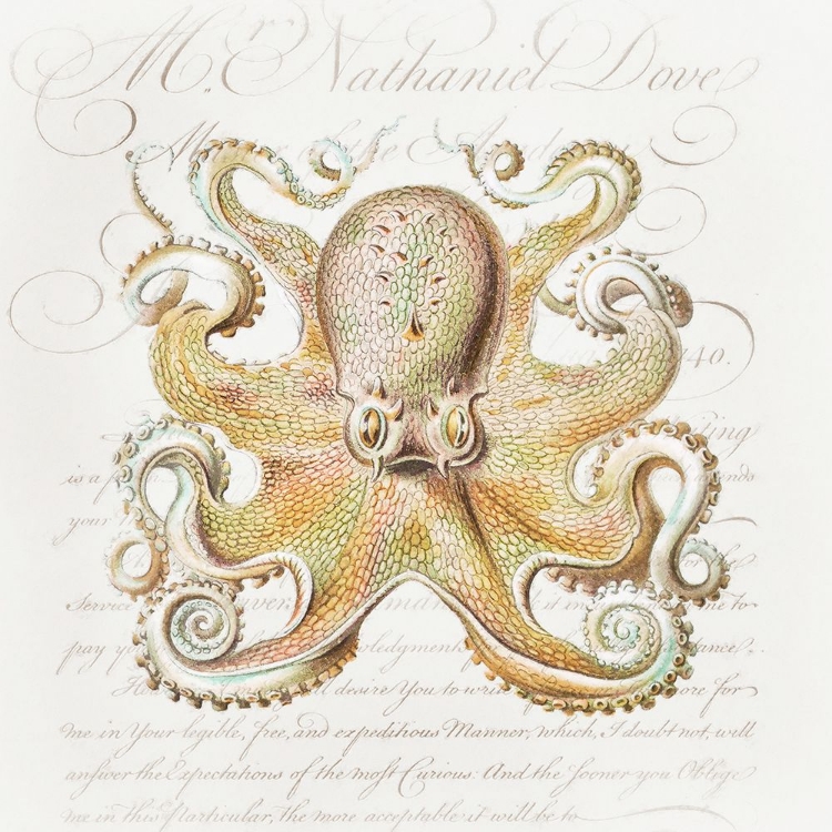 Picture of OCTOPUS IV