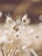 Picture of HERBES DES CHAMPS 1