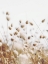 Picture of HERBES DES CHAMPS 3